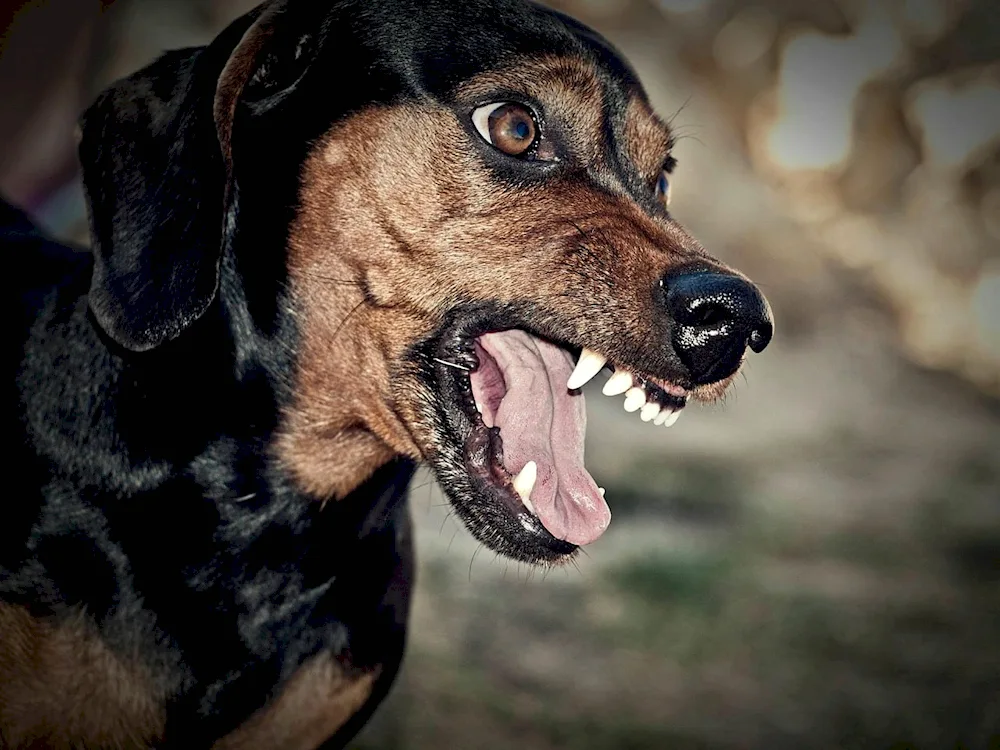 Skinned dog