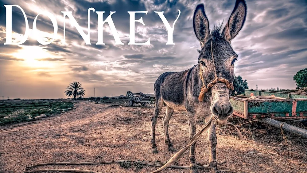 Donkey