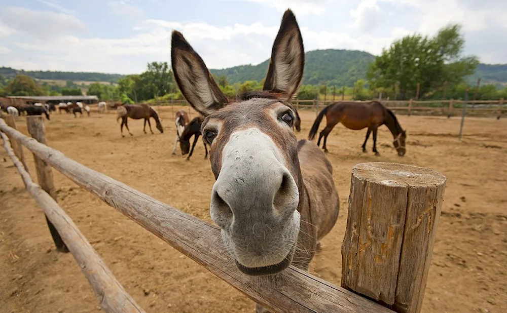 Donkey farm in Cyprus