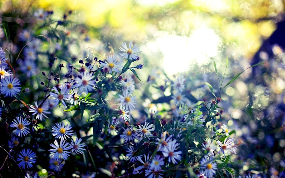 Nearest flower
