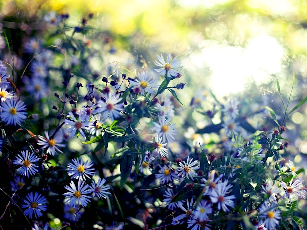 Yabloni in blossom.