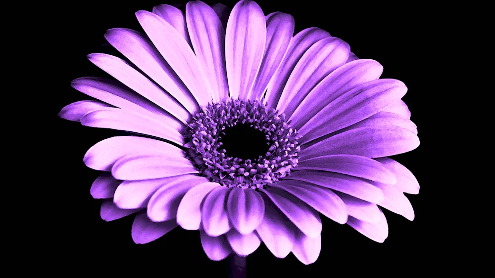 Osteospermum