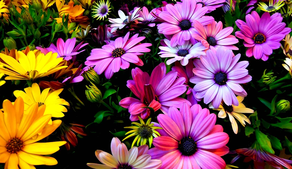 Osteospermum purple