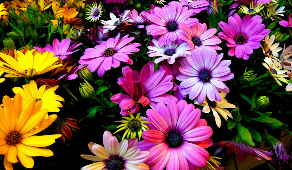 Osteospermum. purple