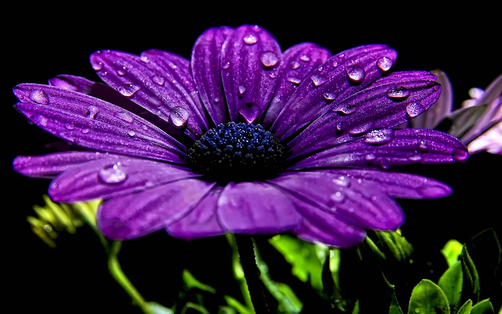 Osteospermum purple