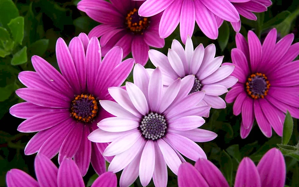 Osteospermum flower