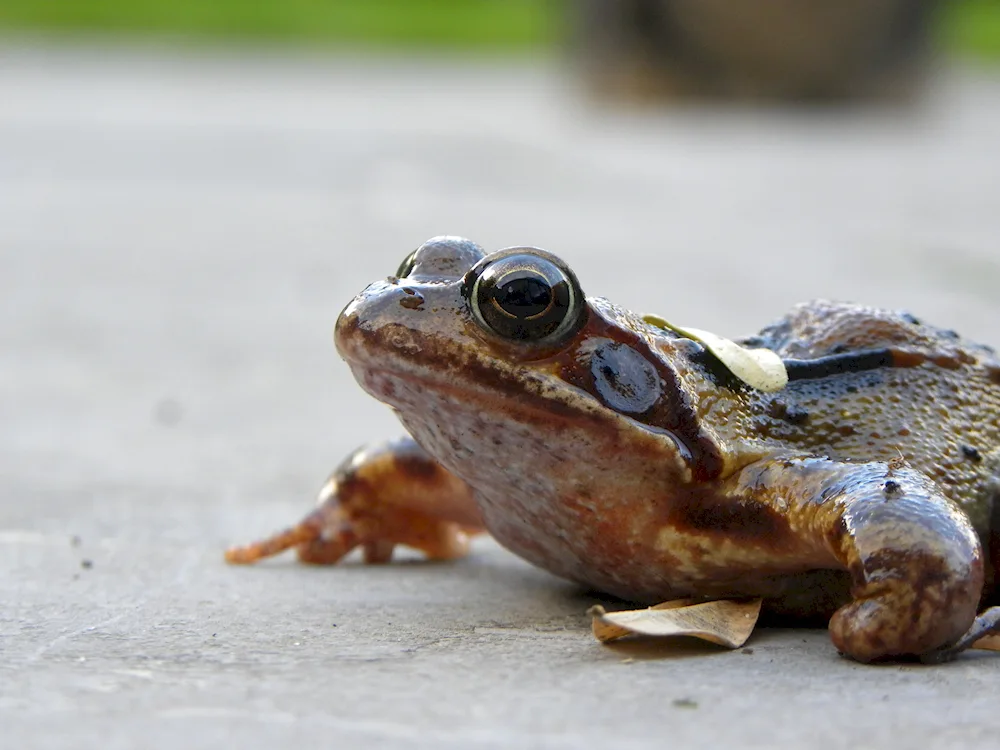 Остромордая Swamp frog