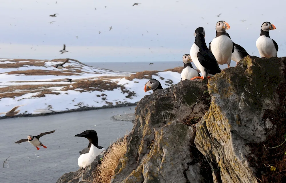 Vrangel Island bird bazaars