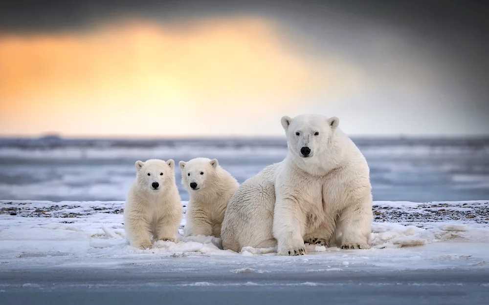 Vrangel Island polar bears