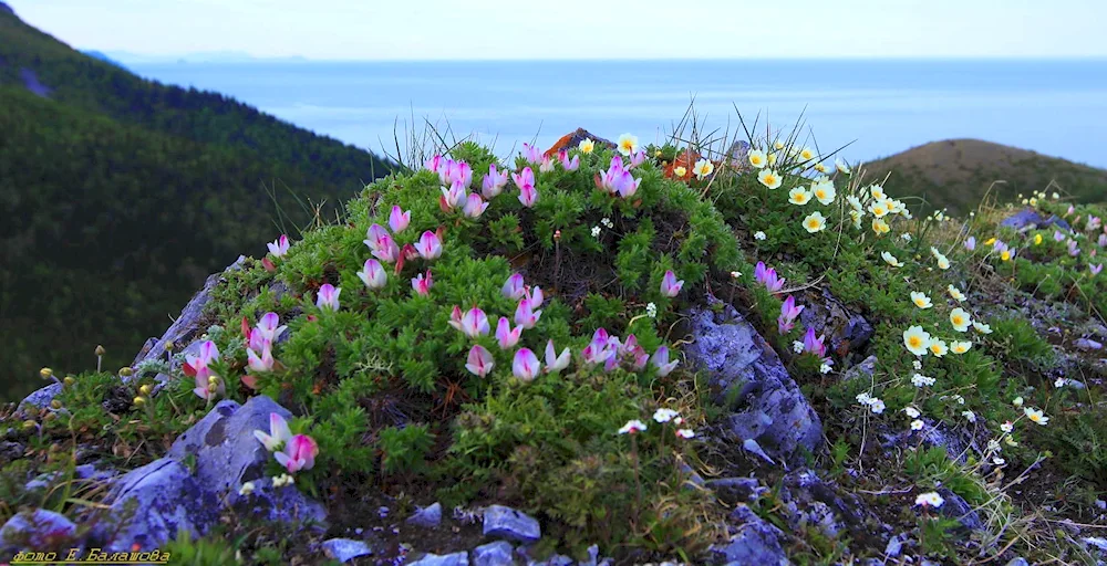 Vrangel Island Flora