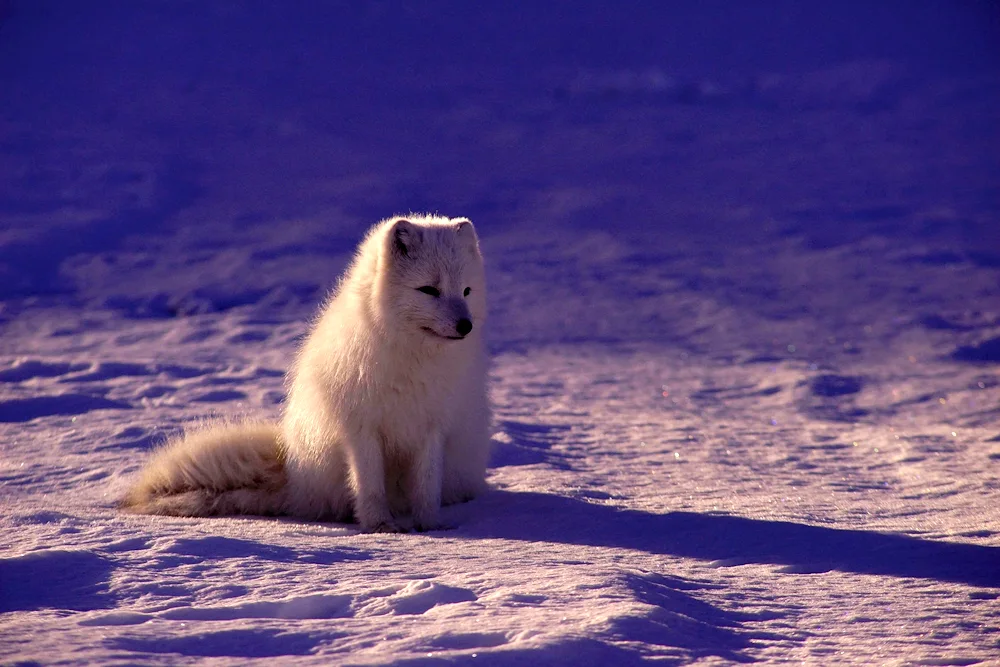 Polar fox Arctic fox