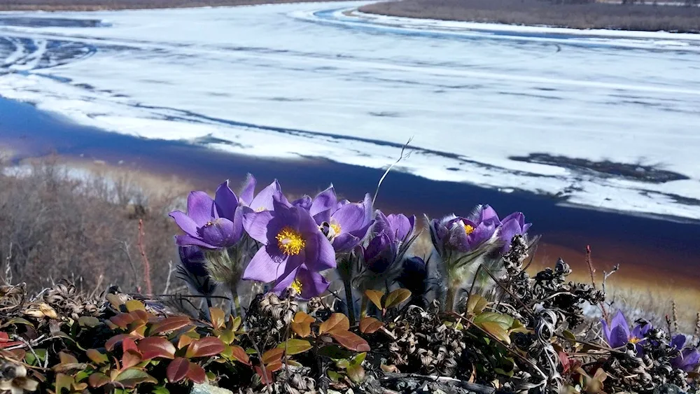 Vrangel Island Polar Mac