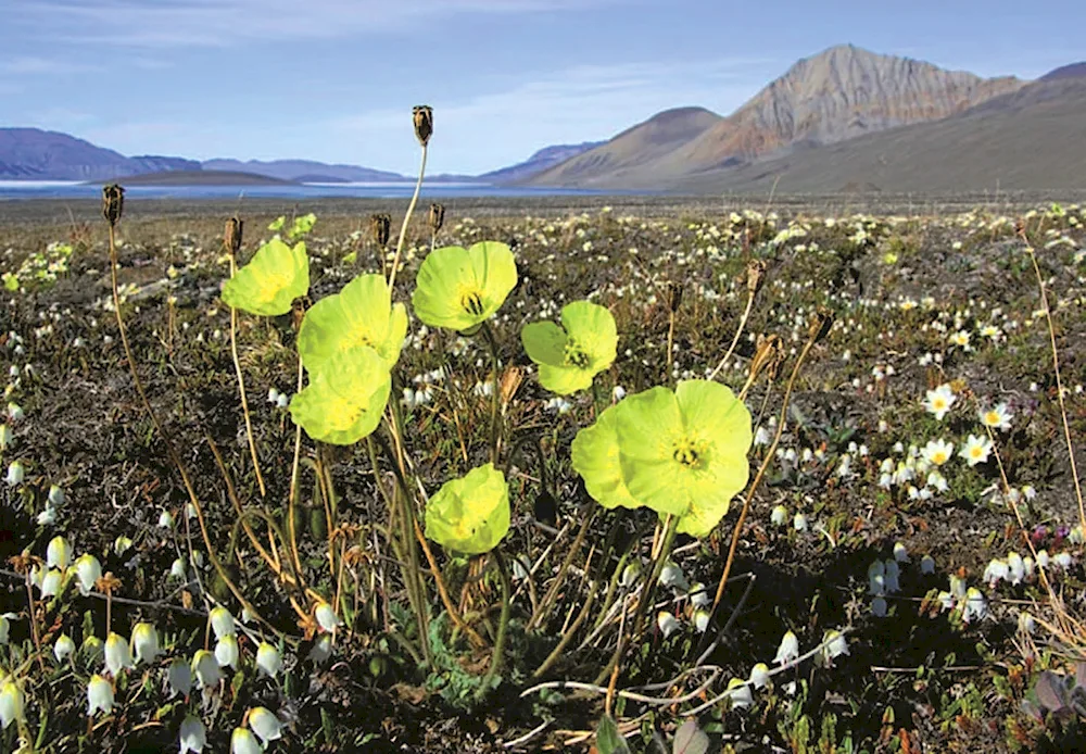 Vrangel Island Polar Mac