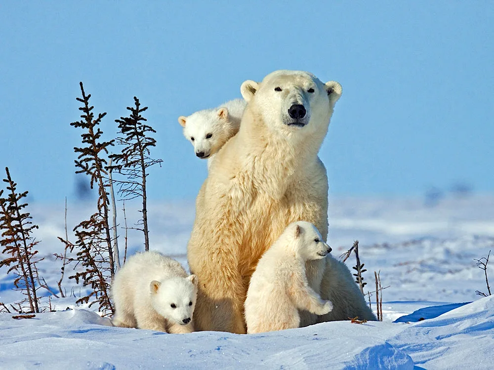 White Bear Ursus maritimus