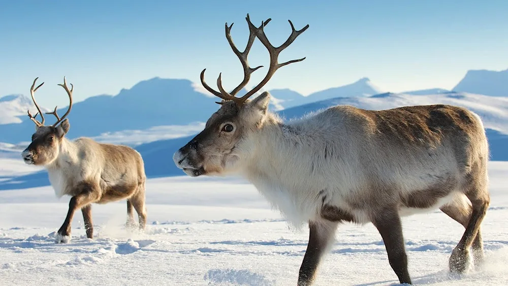 Vrangel Island Northern Reindeer