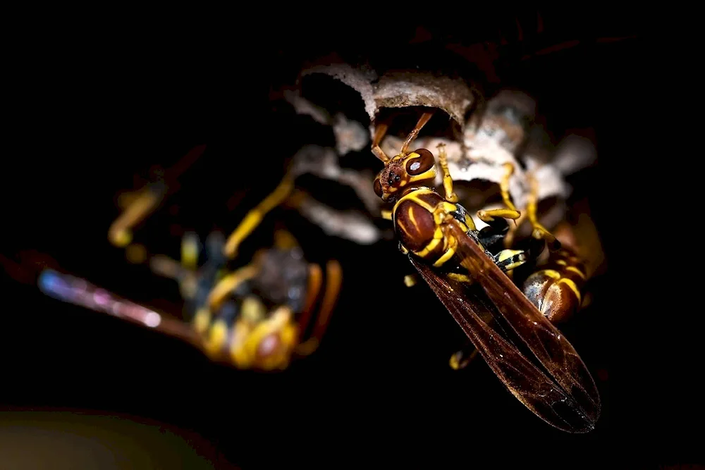 Swarm wasps