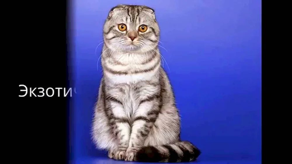 Scottish Fold Scottish Fold Scottish lop