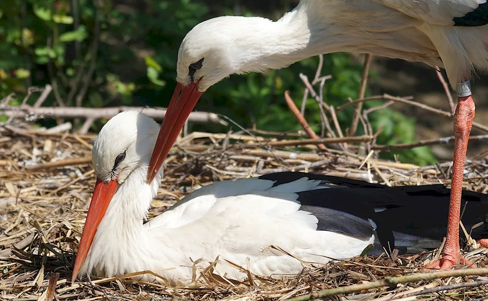 The stork is a stork bird
