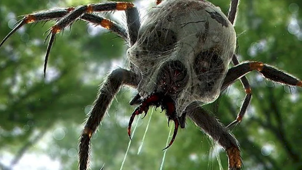 Araneae spiders