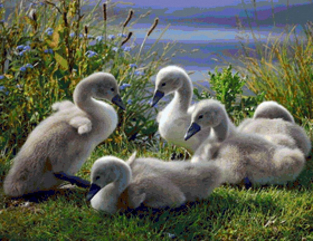 Geese chicks