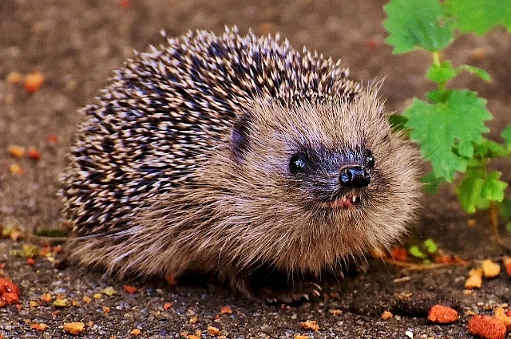 Hedgehog