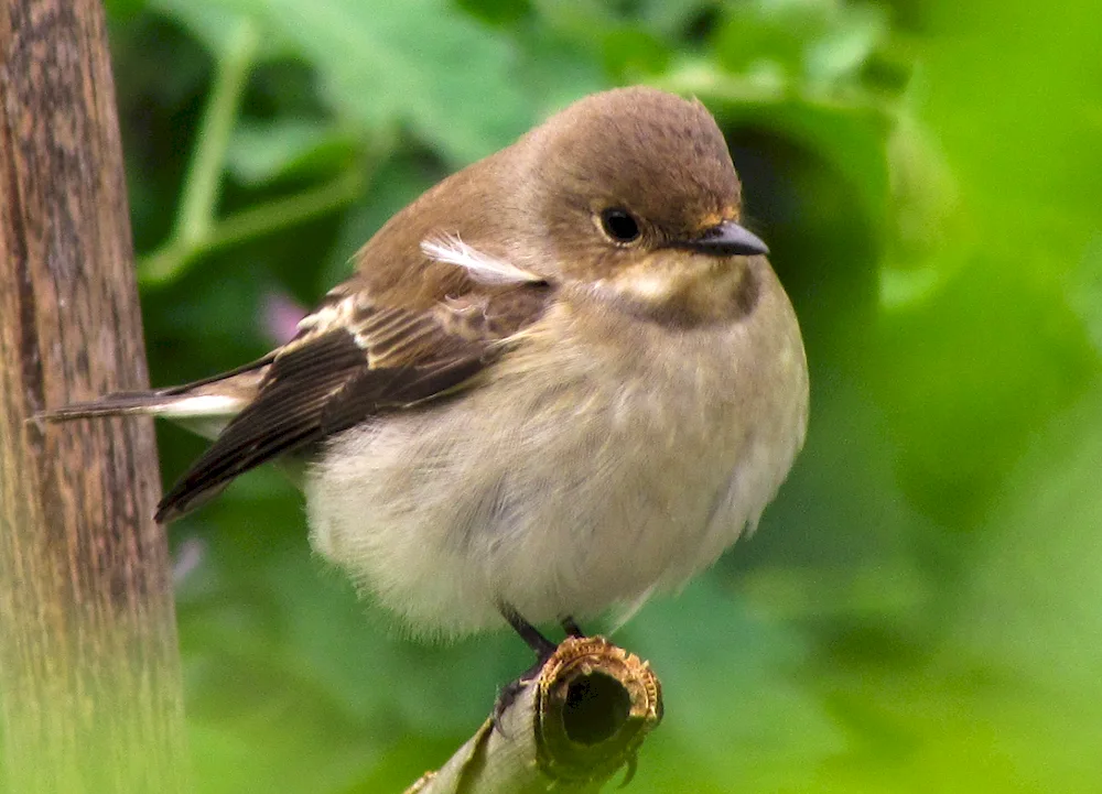 Birds of the sparrow family