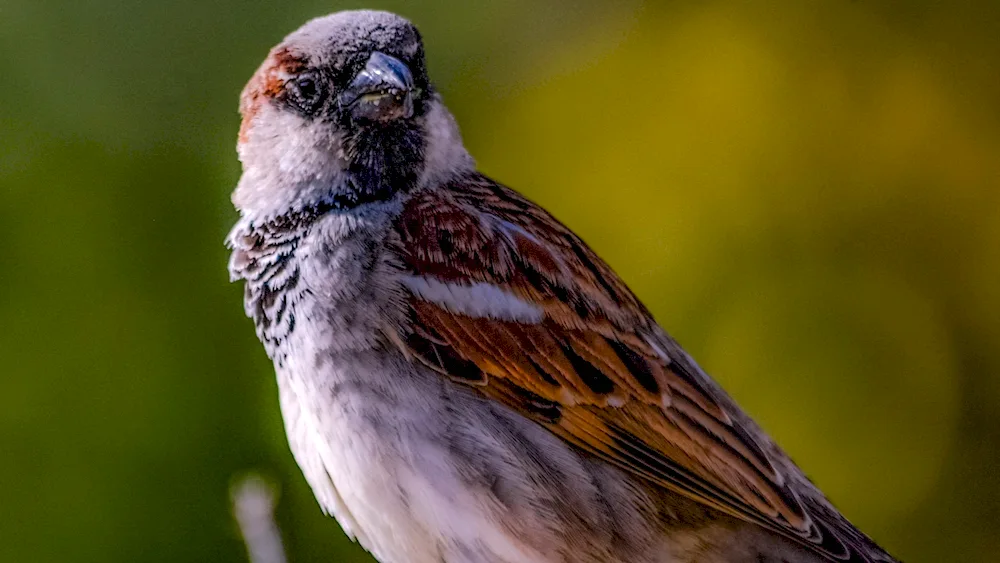 Birds of the sparrow family