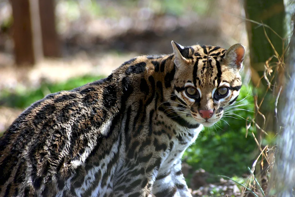 Ocelot Boniface