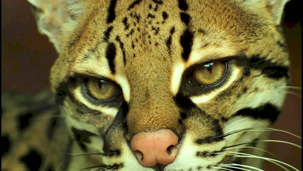 Ocelot and serval