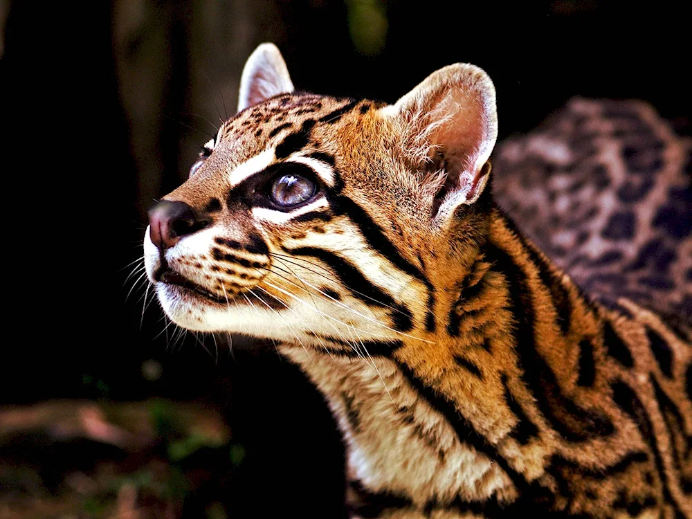 Ocelot