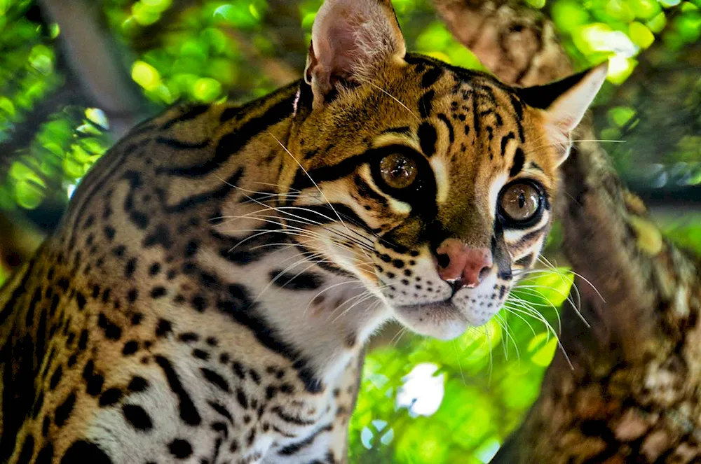 Ocelot tiger