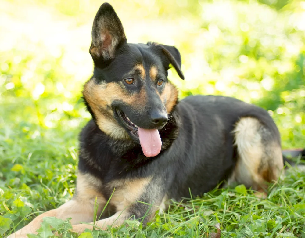 German shepherd Merle