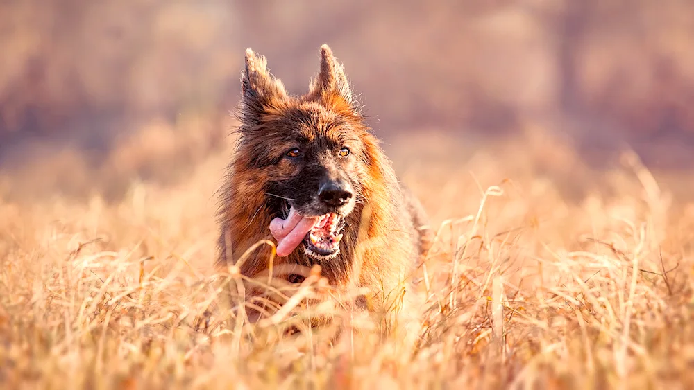 Starotype German Shepherd Dog