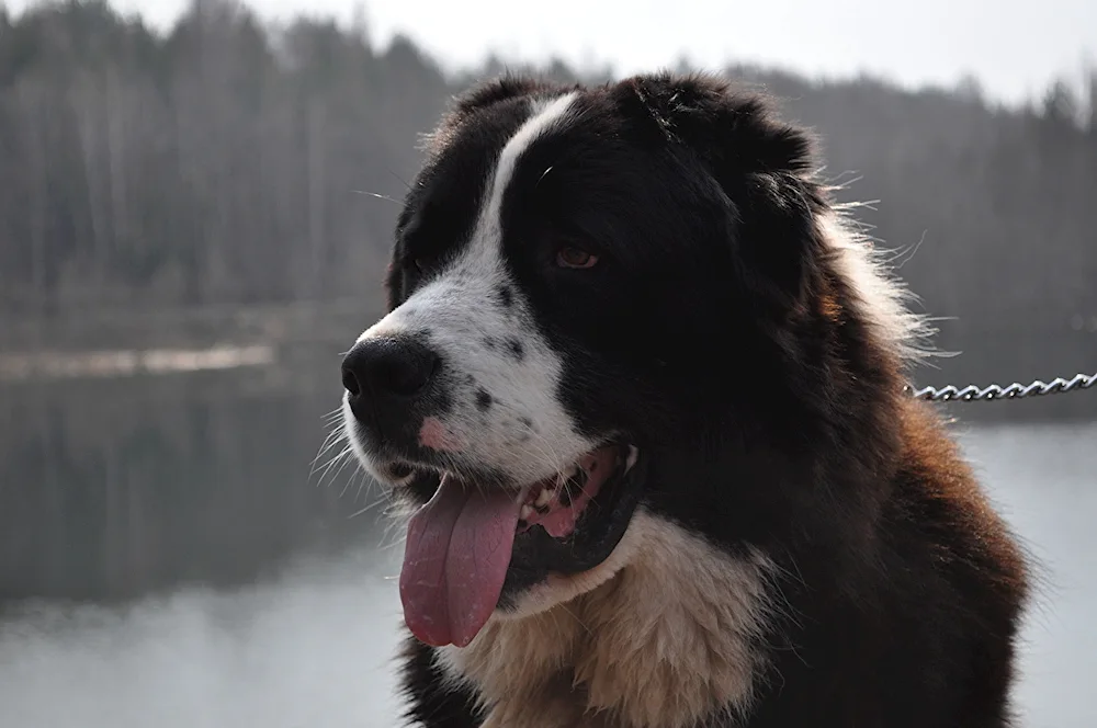 Middle Asian sheepdog alabai white