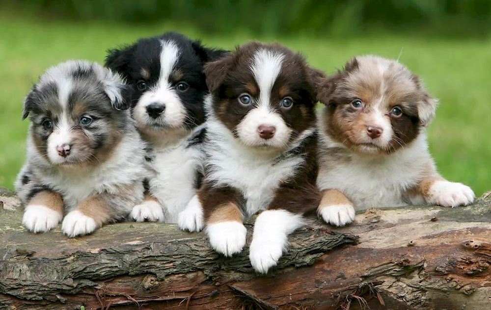 Aussie sheepdog