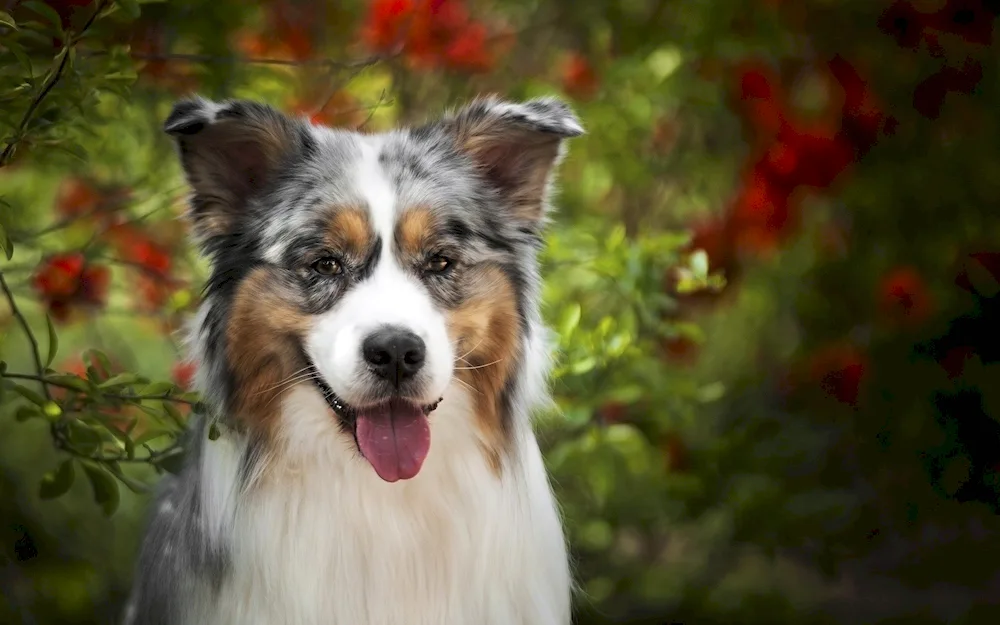 Aussie sheepdog