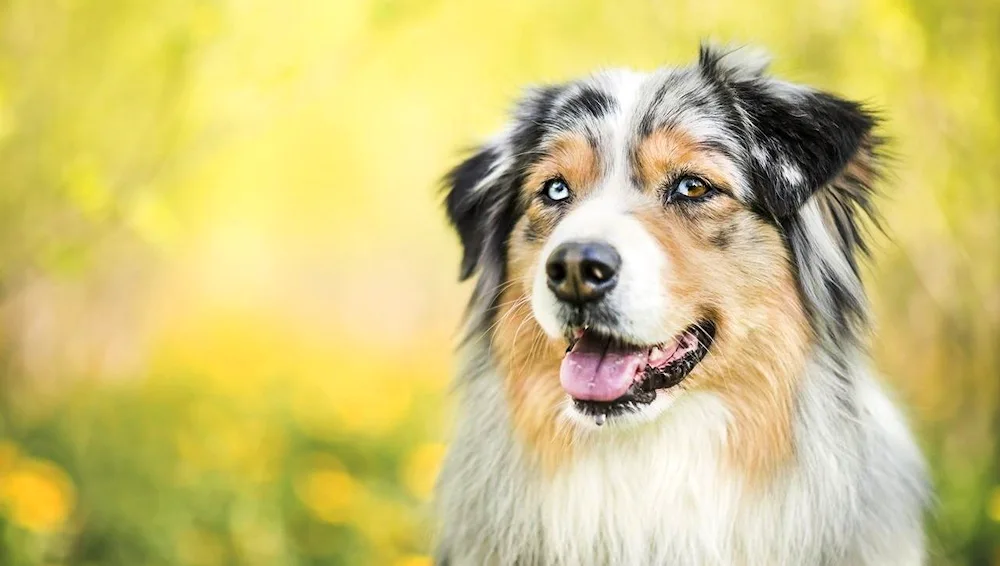 Aussie sheepdog