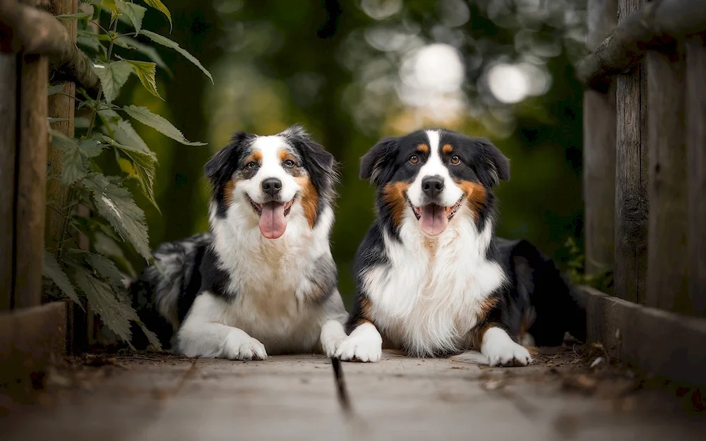 Aussie Australian Shepherd Dog