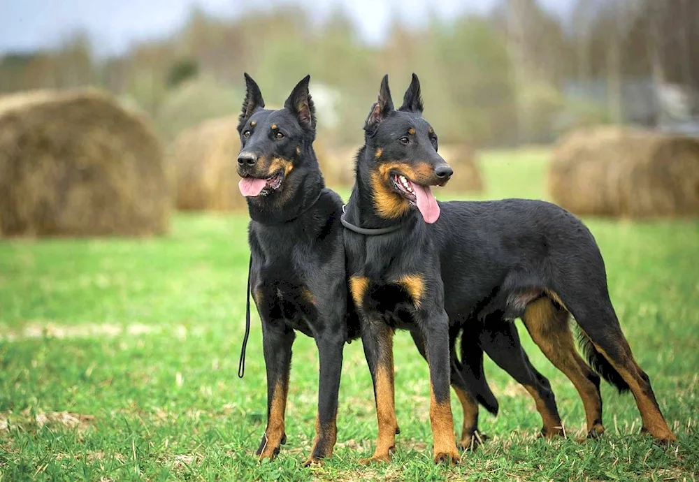 Doberman and pit bull mix