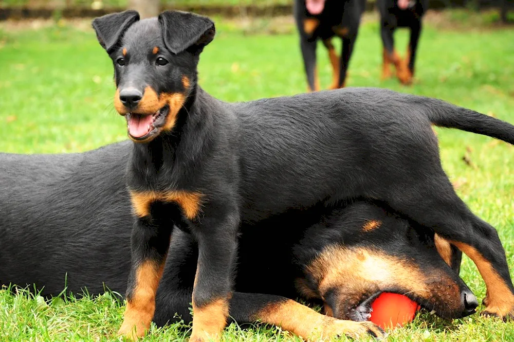 Doberman VEO and Doberman