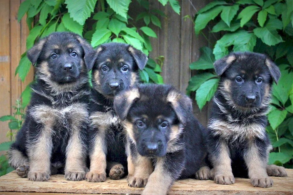 German Shepherd Shepherd Shepherd Long-Haired