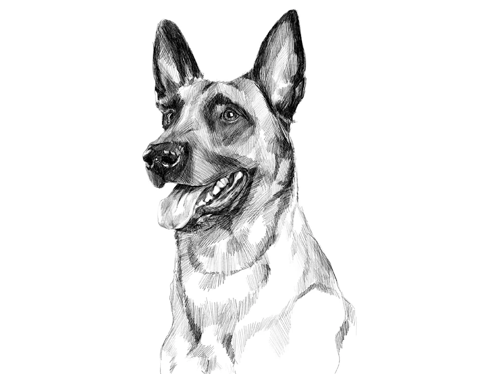 Shepherd dog colouring