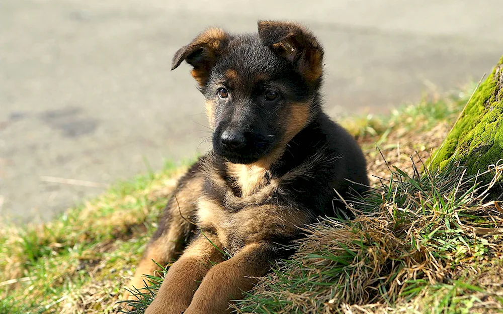 Mongrel sheepdog