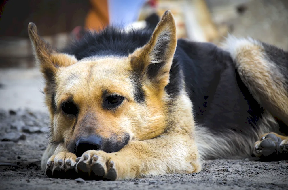 Alicia Brown dog breed