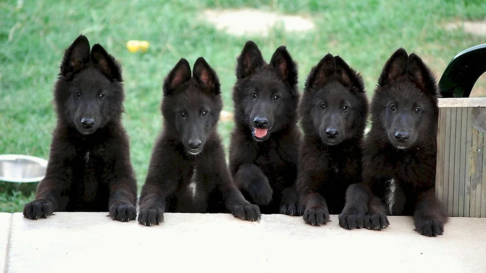 Belgian Shepherd Black Smoothhair