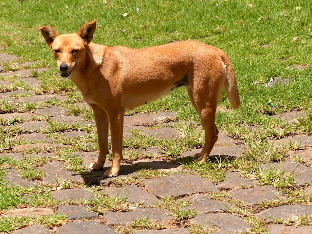 Dingo dog Carolina