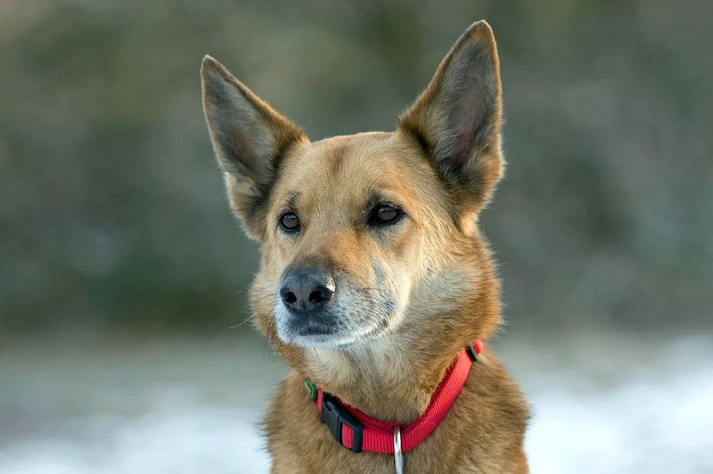 Hanaan dog