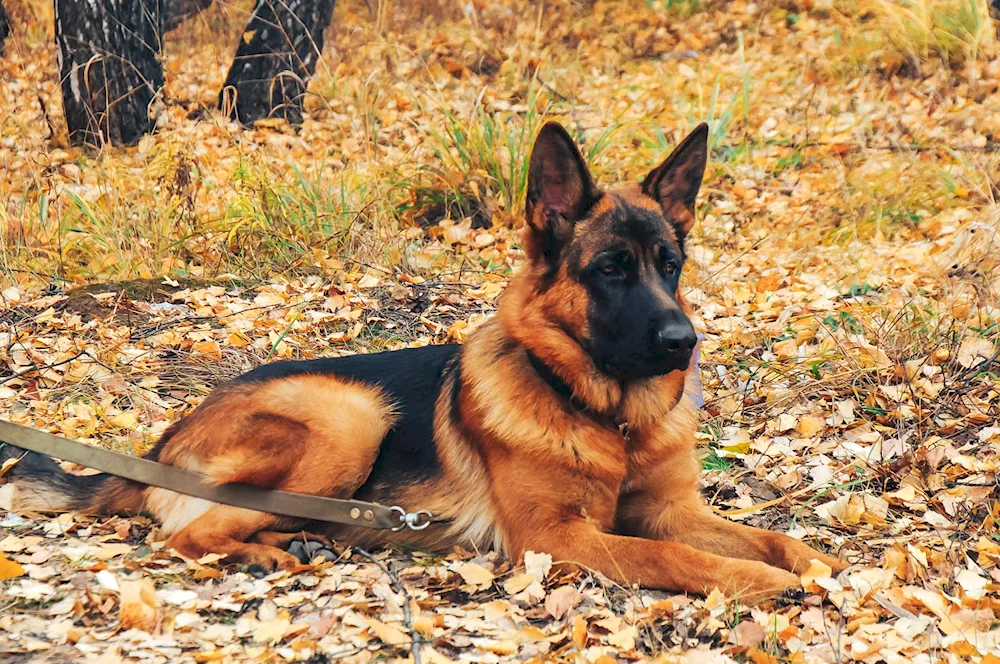 German Shepherd dog