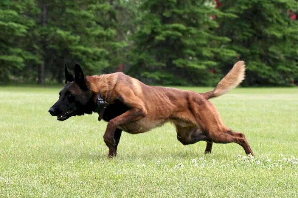 Malinois sheepdog