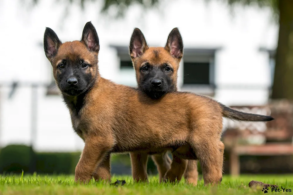 Belgian Shepherd Malinois